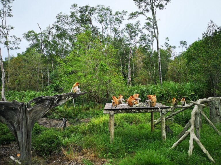 The best things to see and do in Sandakan, Borneo