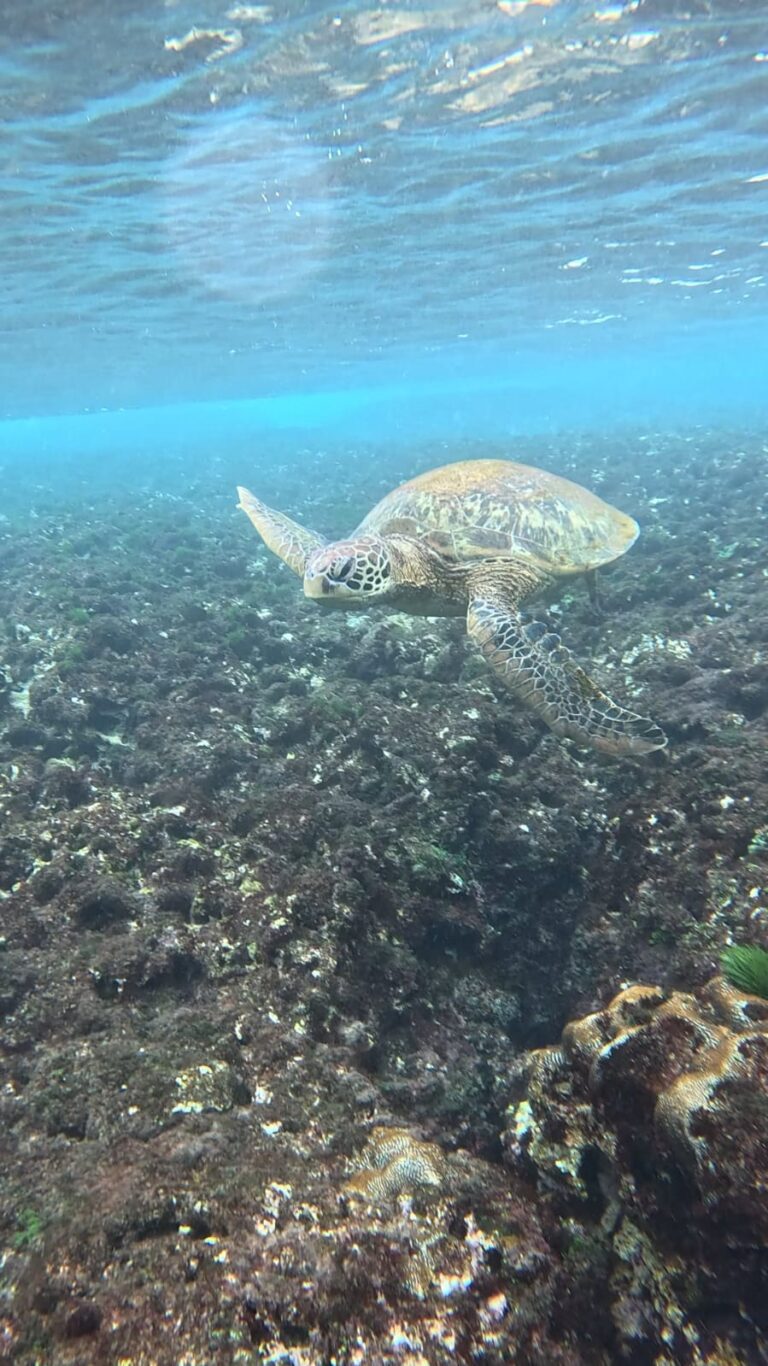 Why incredible Taiwan is one of the best places to swim with turtles.