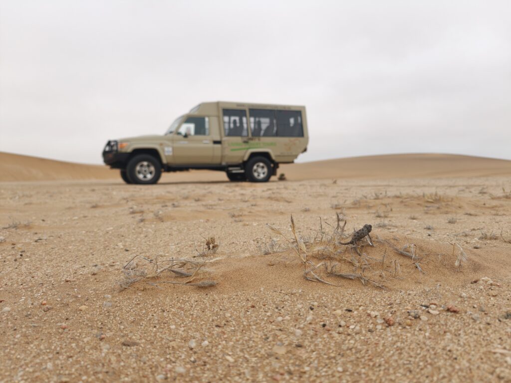 tommys living desert tour