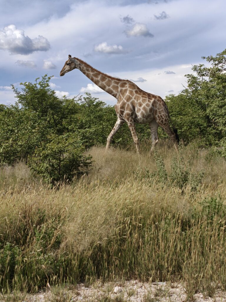 namibia with kids