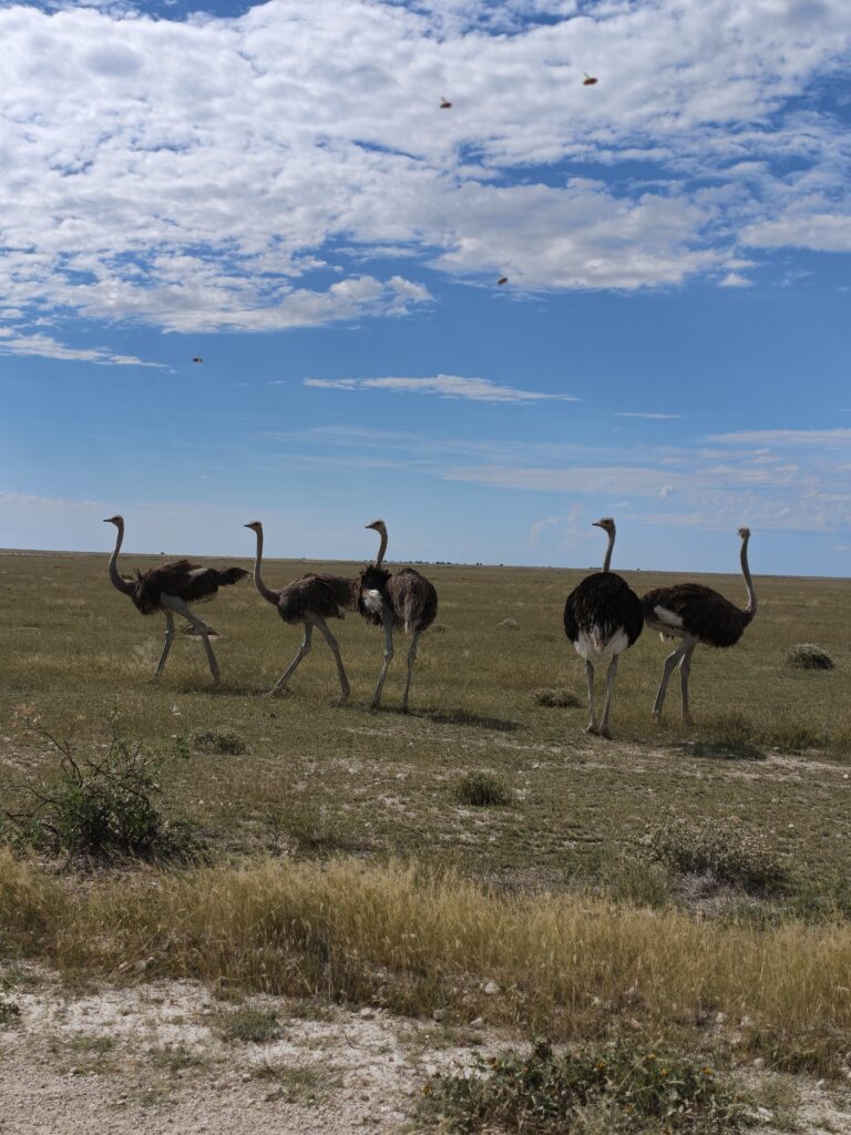 etosha national park